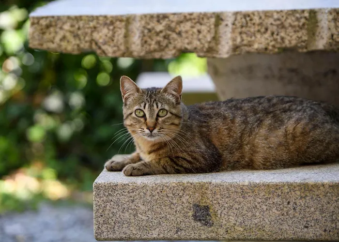 Afonso's House Gerês I Hébergement de vacances *